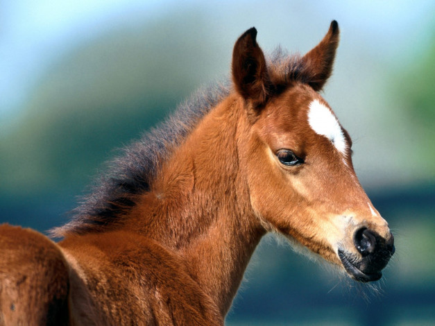 Обои картинки фото fuzzy, was, he, arabian, foal, животные, лошади