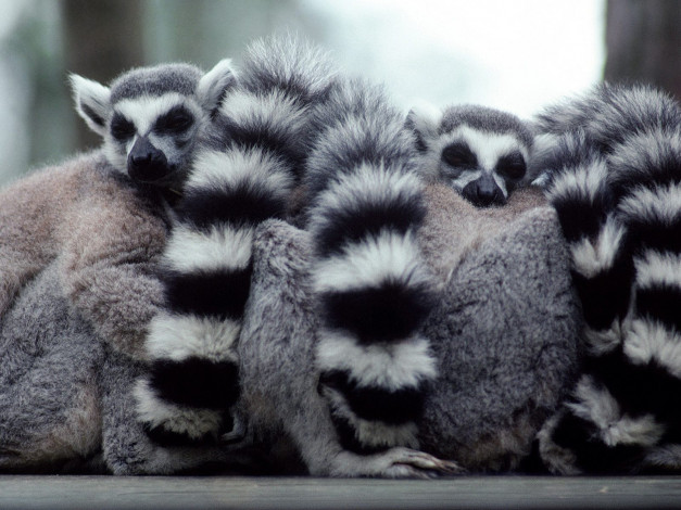 Обои картинки фото lump, of, lemurs, животные, лемуры