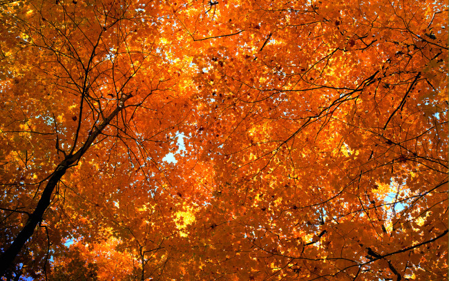 Обои картинки фото природа