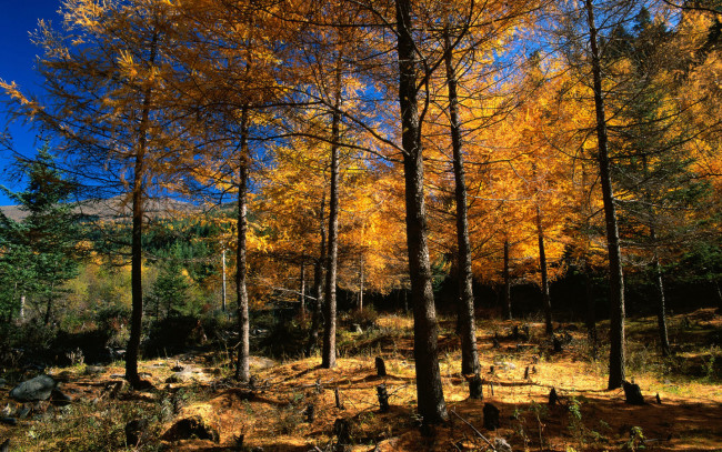 Обои картинки фото природа