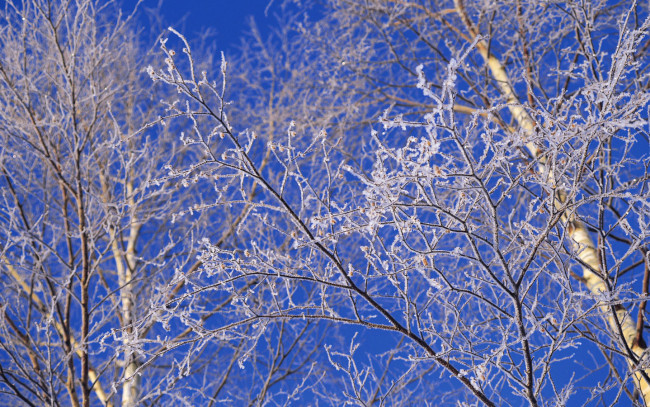 Обои картинки фото природа