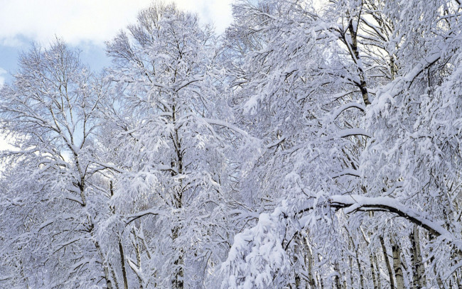 Обои картинки фото природа, зима