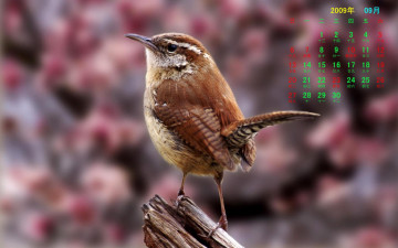 Картинка календари животные