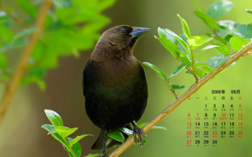 обоя календари, животные