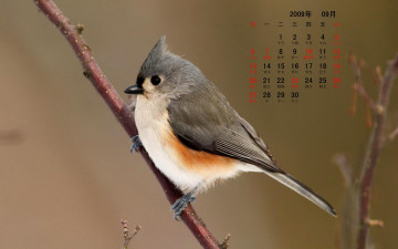 обоя календари, животные