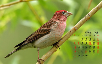 обоя календари, животные