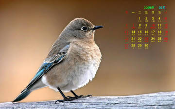 обоя календари, животные