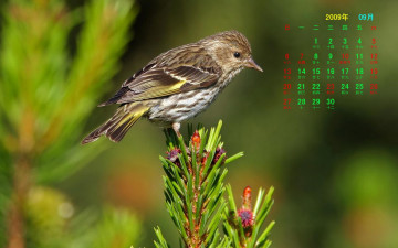 Картинка календари животные