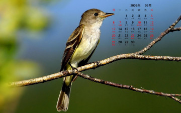 обоя календари, животные