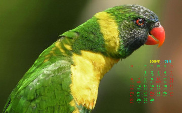 обоя календари, животные