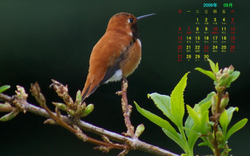 обоя календари, животные