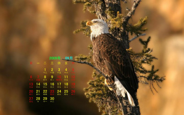 Картинка календари животные