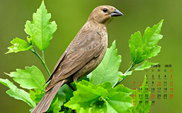 обоя календари, животные