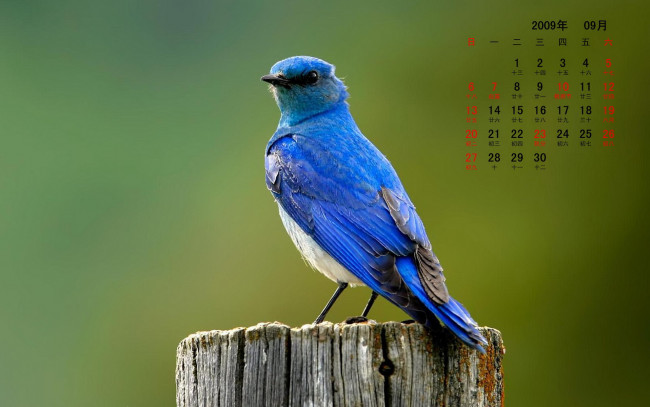 Обои картинки фото календари, животные