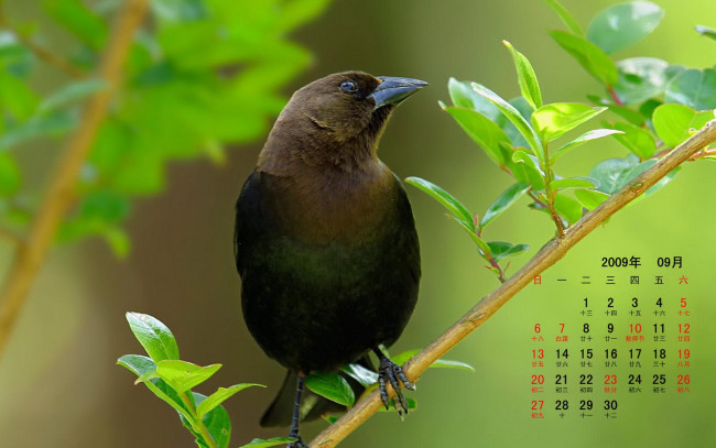 Обои картинки фото календари, животные