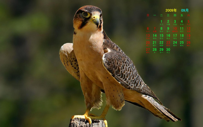 Обои картинки фото календари, животные