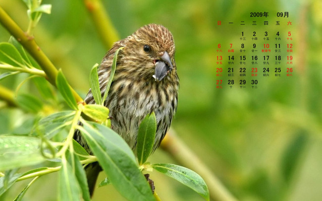 Обои картинки фото календари, животные