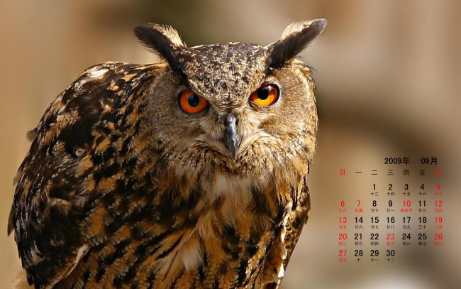 Обои картинки фото календари, животные