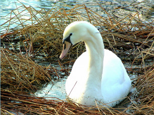 Картинка животные лебеди