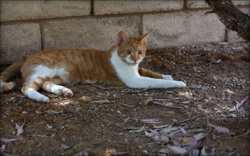 Картинка животные коты