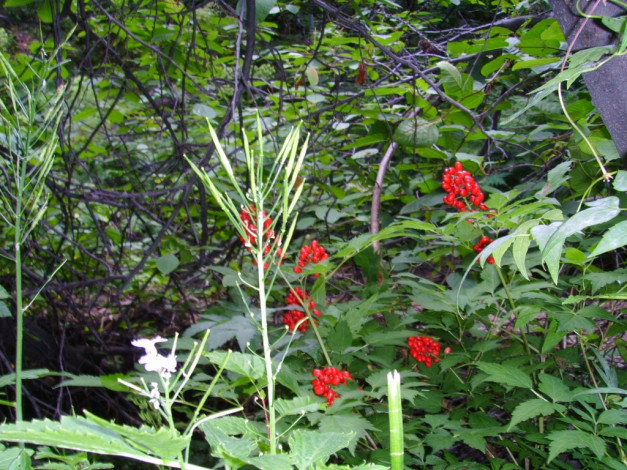 Обои картинки фото 