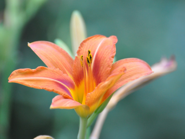 Обои картинки фото цветы, лилии, лилейники