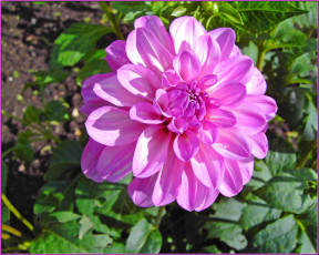 Картинка цветы георгины