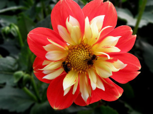 Картинка цветы георгины