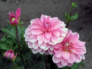 Картинка цветы георгины