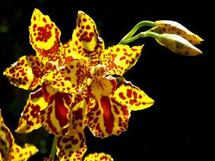 Картинка цветы орхидеи