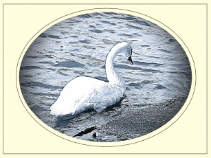 обоя рисованные, животные, птицы, лебеди, лебедь