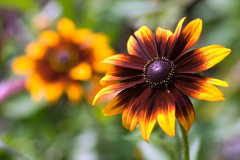 Картинка цветы рудбекия оранжевый коричневый