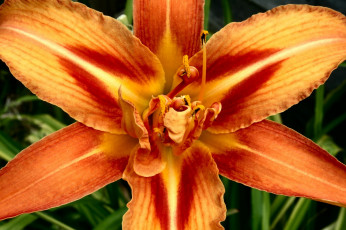 Картинка цветы лилии лилейники