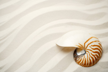 Картинка разное ракушки кораллы декоративные spa камни