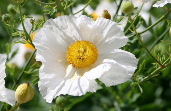 Картинка цветы ветреницы печёночницы белый большой