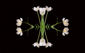 Картинка цветы тюльпаны фрактал