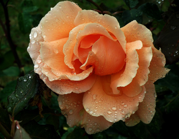 Обои картинки фото цветы, розы