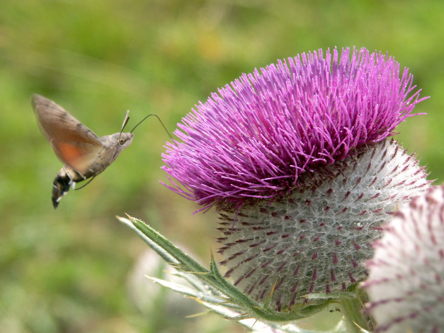 Обои картинки фото цветы, Чертополох, репейник