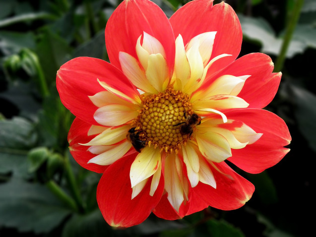 Обои картинки фото цветы, георгины