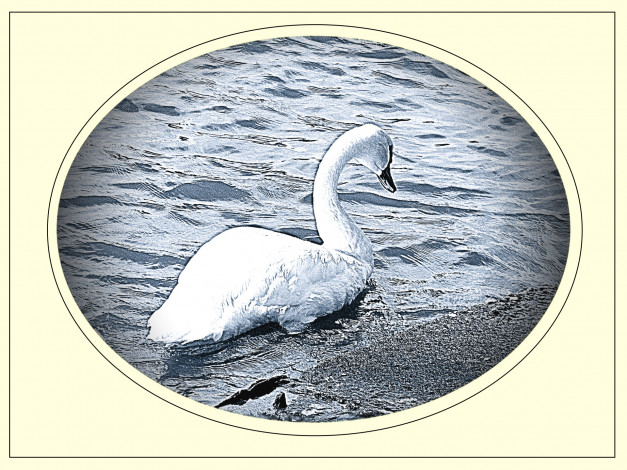 Обои картинки фото рисованные, животные, птицы, лебеди, лебедь