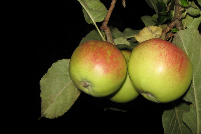 Обои картинки фото природа, плоды, ветка