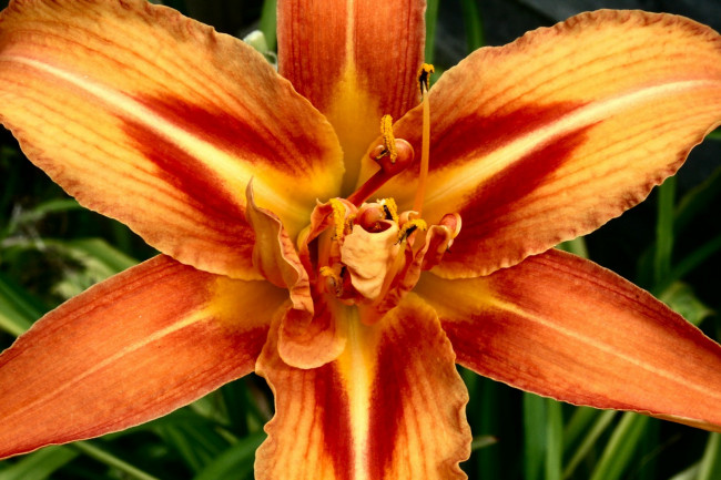 Обои картинки фото цветы, лилии, лилейники