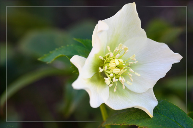 Обои картинки фото цветы, геллеборус, морозник