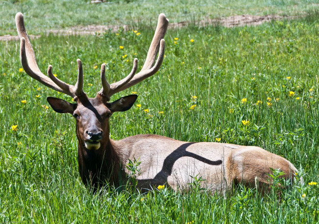 Обои картинки фото животные, олени, рога, большой