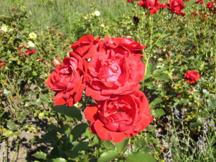 Картинка цветы розы куст бутоны