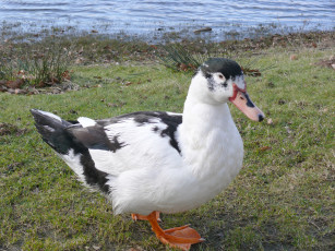 Картинка животные утки утка