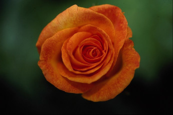 Картинка цветы розы макро