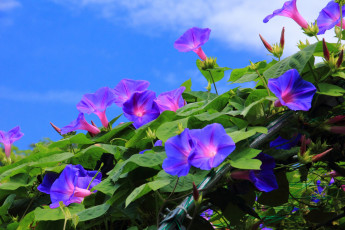 Картинка цветы вьюнки ипомеи