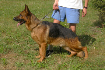 Картинка животные собаки собака