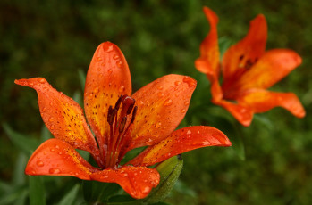 Картинка цветы лилии лилейники лилия